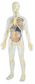 Anatomie člověka Miniland